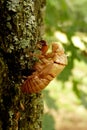 Cicada Cicadoidea CvrÃÂak Royalty Free Stock Photo